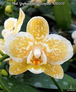 (^。 ^)(104)Phal. Yaphon Golden Leopard 'AN6609'