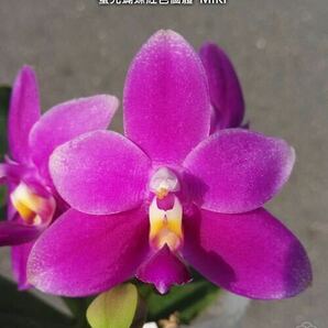 (^。 ^)(116)Phal. violacea var. Indigo Red ‘Miki’の画像1