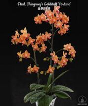 (^。 ^)(164)洋蘭,Phal. Chingruey's Goldstaff 'Fortune' _画像1