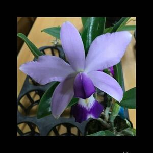 (^。 ^)(150)C. violacea var. coerulea (‘KS#1’ x ‘KS#2’)