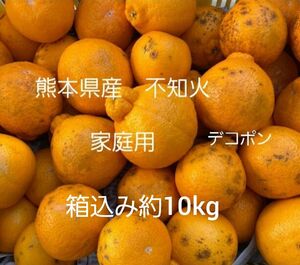 熊本県産不知火　箱込み10kg　家庭用※リサイクル段ボールでの発送の為安くしております！