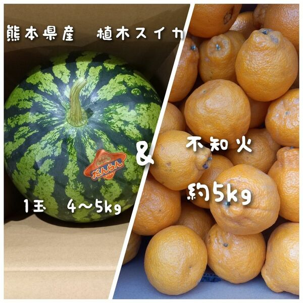 熊本県産植木スイカ　家庭用1玉入り(4～5kg程度)&不知火　約5kg　小さめサイズ　セット！