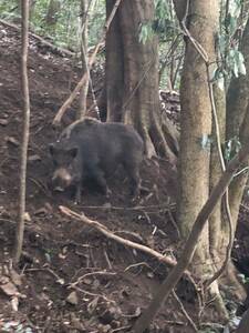 3組セット くくり金具変更　押しバネ横式くくり罠 19×21cmサイズ 使い方2通り ステンレスワイヤモデル　