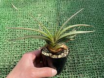 Dyckia estevesii ディッキア エステべシー A_画像1