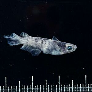 ★ハピネスめだか★オリジナル品種【藤虎】1ペア 若魚(オスはヒレ長)