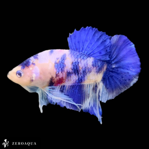 [ animation ] male betta (b9082) Thai production tropical fish pra cut white blue 