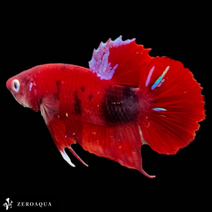 [ animation ] male betta (b9089) Thai production tropical fish pra cut black Red Bull -