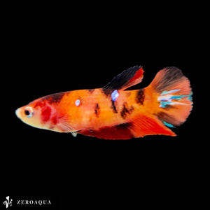 [ animation ] female betta (b9102) Thai production tropical fish pra cut black white orange red 