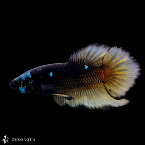 【動画】 オス ベタ (b9111) タイ産 熱帯魚 プラカット ブラック ホワイト カッパー ブルーの画像1
