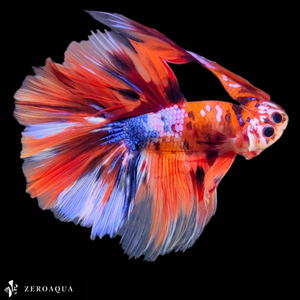 【動画】 オス ベタ (b9127) タイ産 熱帯魚 ハーフムーン ブラック ホワイト オレンジ レッド ブルー