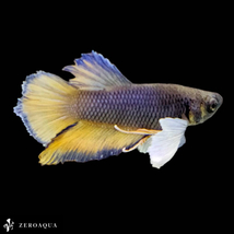【動画】 オス ベタ (b9146) タイ産 熱帯魚 ダンボ ホワイト ゴールド パープル_画像4