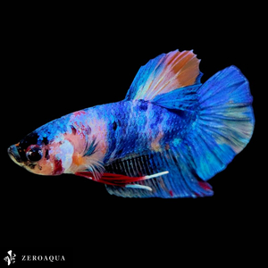 [ animation ] male betta (b9147) Thai production tropical fish pra cut black white Red Bull -