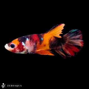 [ animation ] male betta (b9159) Thai production tropical fish pra cut black orange red 