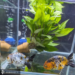 【動画】 ライオンヘッド (k2019) らんちゅう タイ産 タイガー ジャンボ個体 12cm オス 4ヵ月 #金魚