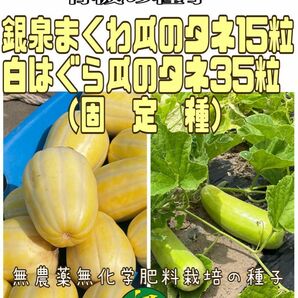 銀泉まくわ瓜（固定種）の種子15粒と白はぐら瓜（固定種）の種子35粒　無農薬無化学肥料栽培の種子セット