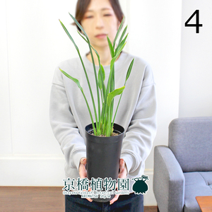 【現品】ストレチア/ストレリチア・ノンリーフ（ユンケア） 3.5号（4）Strelitzia reginae var juncea