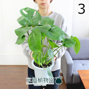 [ reality goods ] monstera 5 number (3)Monstera