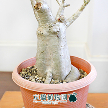 【現品】アデニウム・アラビカム（アラビクム）4.5号 茶鉢（6）adenium arabicum_画像2