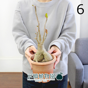 【現品】アデニウム・アラビカム（アラビクム）4号 茶鉢（6）adenium arabicum