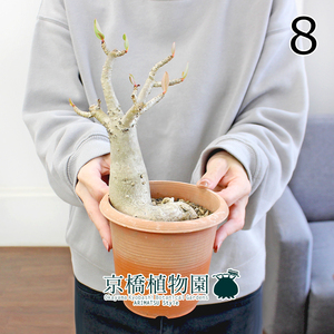 【現品】アデニウム・アラビカム（アラビクム）4号 茶鉢（8）adenium arabicum