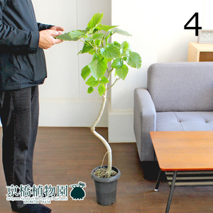 【現品】フィカス・ウンベラータ 曲がり 6号 黒鉢（4）Ficus umbellata