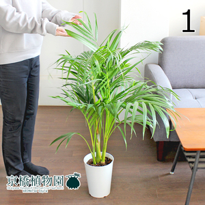 [ reality goods ]areka cocos nucifera 6 number white plastic pot (1)Dypsis lutescens