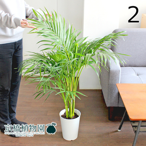 [ reality goods ]areka cocos nucifera 6 number white plastic pot (2)Dypsis lutescens