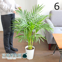 【現品】アレカヤシ 6号 白プラスチック鉢（6）Dypsis lutescens_画像1