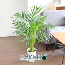 【現品】アレカヤシ 6号 白プラスチック鉢（6）Dypsis lutescens_画像3