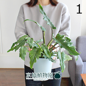 【現品】クッカバラ 5号 白鉢（1）Philodendron kookaburra