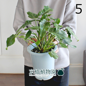 【現品】クッカバラ 5号 白鉢（5）Philodendron kookaburra