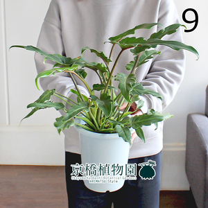 【現品】クッカバラ 5号 白鉢（9）Philodendron kookaburra