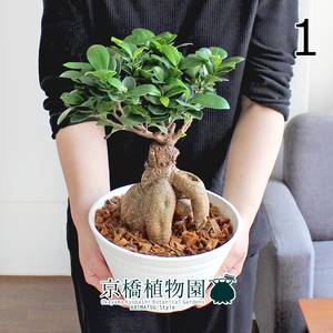 【現品】ガジュマル 7号 白セラアート鉢（1）Ficus microcarpa (F. retusa)