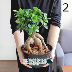 【現品】ガジュマル 7号 黒セラアート鉢（2）Ficus microcarpa (F. retusa)