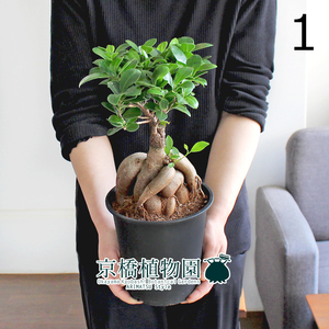 【現品】ガジュマル 5号 黒鉢（1）Ficus microcarpa (F. retusa)