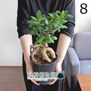 【現品】ガジュマル 5号 黒鉢（8）Ficus microcarpa (F. retusa)