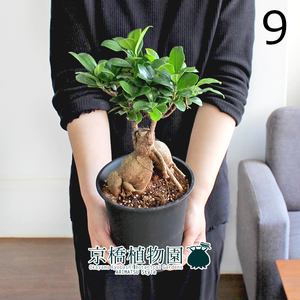 【現品】ガジュマル 5号 黒鉢（9）Ficus microcarpa (F. retusa)