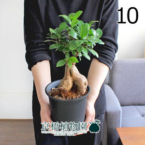 【現品】ガジュマル 5号 黒鉢（10）Ficus microcarpa (F. retusa)