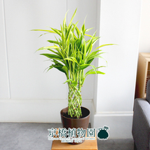 【現品】ミリオンバンブー・ゴールド 6号（10）Dracaena sanderiana_画像3