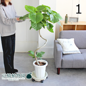 [ на данный момент товар ]fi rental * umbellata изгиб 8 номер белый горшок (1)Ficus umbellata