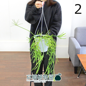 【現品】リプサリス・エワルディアナ 5号 吊り下げ（2）Rhipsalis ewaldiana