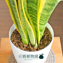 【現品】サンスベリア・ローレンチ 6号（1）Sansevieria trifasciata ‘Laurentii’_画像2