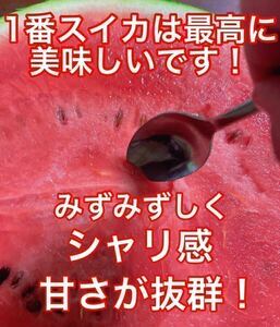 『甘くて食感がいい』熊本産【羅皇】秀品Mサイズ（1玉5〜6kg）熊本フルーツ堂1