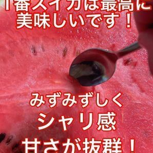 『甘くて食感がいい』熊本産【羅皇】優品Lサイズ（1玉6〜7kg）熊本フルーツ堂1の画像2