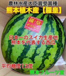 『甘くて食感がいい』熊本産【羅皇】優品Lサイズ（1玉6〜7kg）熊本フルーツ堂2