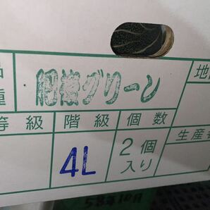 熊本産 高級メロン肥後グリーン【ご家庭用4L 2玉約4.5k箱込】熊本フルーツ堂3の画像9