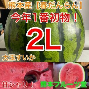 『この時期特大！』熊本産【春だんらん】2Lサイズ（1玉7〜8kg）熊本フルーツ堂16