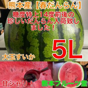 『甘さが2ランク上のだんらん』熊本産【春だんらん】秀品6Lサイズ（1玉11〜12kg）熊本フルーツ堂16