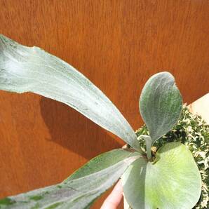 P.diversifolium sporeling ビカクシダ コウモリラン Platycerium 麋角羊歯 こうもりらん 観葉植物 veitchii hillii willinckii の画像4