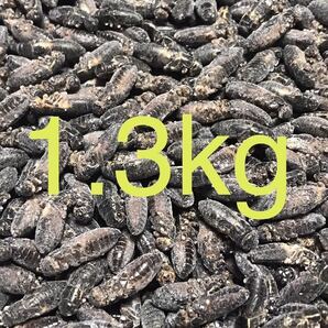 清潔コオロギ1.3kg 冷凍コオロギ ＭＬサイズ フタホシコオロギ クロコオロギ 約1kg ③の画像1